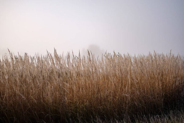 beautiful grass bents in autumn mist at countryside with shallow depth of field. foggy background