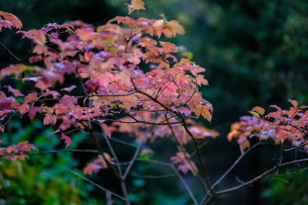 Naakte Herfst Bomen Met Enkele Rode Bladeren Groene Wazig Achtergrond — Stockfoto