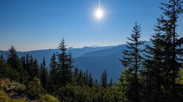 Karanlık Ormanın Içinde Siste Hafif Şeritli Puslu Gündoğumu Slovakça Tatra — Stok fotoğraf