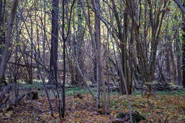 いくつかの紅葉と明るい空と晩秋の森の中で自然の観光トレイル — ストック写真