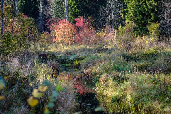 Nagie Autumn Drzewa Kilka Liści Czerwonego Zielony Rozmycie Tła Spadku — Zdjęcie stockowe