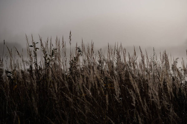 beautiful grass bents in autumn mist at countryside with shallow depth of field. foggy background