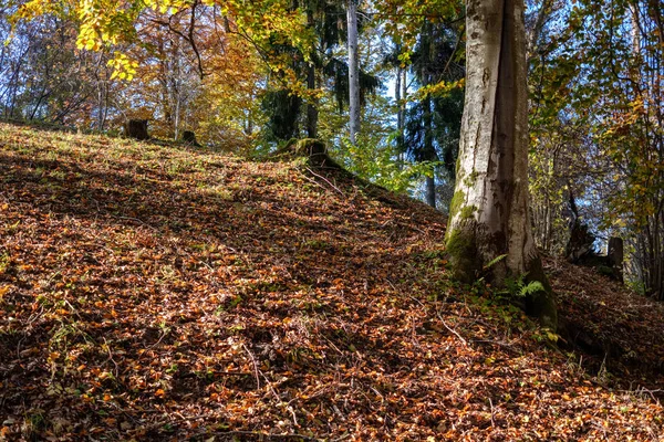 Streszczenie Tło Wzór Żółty Drzewa Jesień Liści Ciepłe Kolory — Zdjęcie stockowe