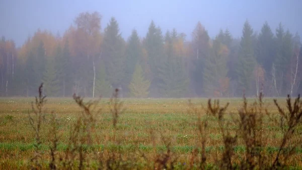 Miłe Zmysły Umysł Estetycznie Samotny Autumn Drzewa Ukrywa Się Mgły — Zdjęcie stockowe