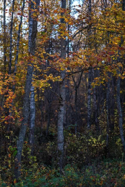 Helder Geel Gekleurde Birch Tree Bladeren Takken Herfst Gestructureerde Natuurlijke — Stockfoto