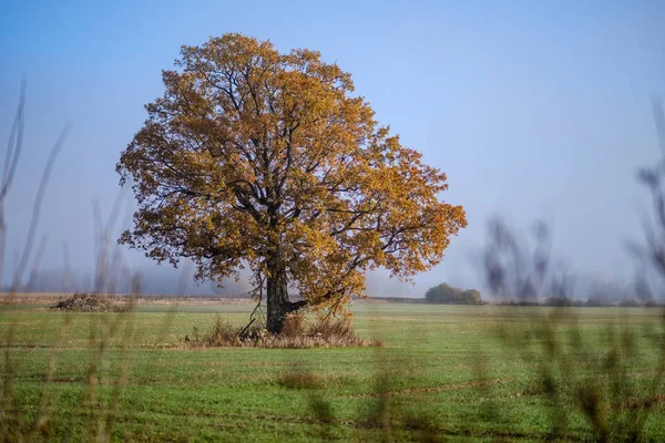 Lonely Autumn Tree Middle Empty Field Late Fall — Stock Photo, Image