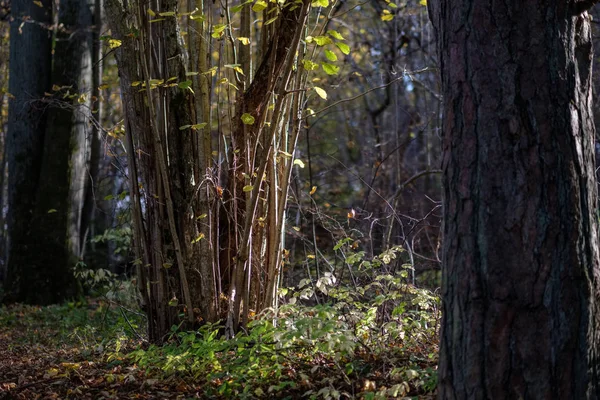 Φυσικό Τουριστικά Μονοπάτι Στο Δάσος Στα Τέλη Του Φθινοπώρου Μερικά — Φωτογραφία Αρχείου
