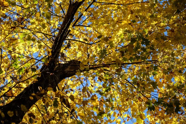 Padrão Fundo Abstrato Folhas Árvore Outono Amarelo Cores Quentes — Fotografia de Stock