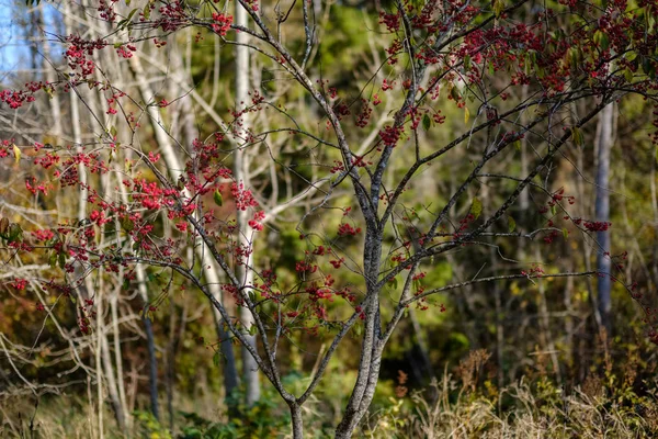 Голые Осенние Деревья Небольшим Количеством Красных Листьев Зеленом Фоне Размытия — стоковое фото