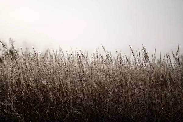Красива Трава Буває Осінньому Тумані Сільській Місцевості Невеликою Глибиною Різкості — стокове фото