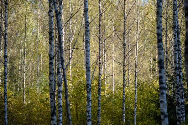 Björken Som Frodig Färgglada Hösten Skogen Med Trädstammar Och Blad — Stockfoto