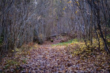 renkli ağaç yemyeşil desen ormanda şube ve güneş ışığı ile kırsal erken sonbahar doğada yaprak