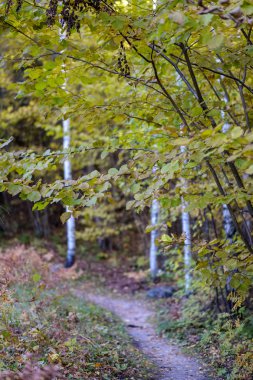 ağaç gövdeleri ve farklı renklerde yaprakları ile renkli sonbahar ormanda yemyeşil huş ağacı
