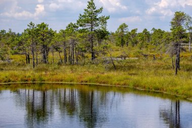 su havuzları ve küçük çam ağaçları ile mavi gökyüzü ve bulutlar bazı parlak günde, boş bataklık yatay