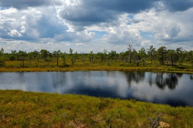 su havuzları ve küçük çam ağaçları ile mavi gökyüzü ve bulutlar bazı parlak günde, boş bataklık yatay