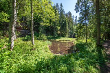 sakin Nehri ile parlak yeşil yeşillik suda ağaçlarda Cesis, Letonya yakınındaki ormanda yansımalar yaz aylarında. Nehir Gauja kumtaşı kayalıklarla ile akşam güneşte