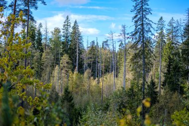 renkli ağaç yemyeşil desen ormanda şube ve güneş ışığı ile kırsal erken sonbahar doğada yaprak