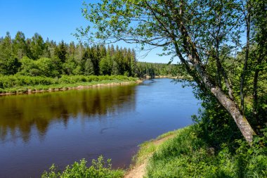 sakin Nehri ile parlak yeşil yeşillik suda ağaçlarda Cesis, Letonya yakınındaki ormanda yansımalar yaz aylarında. Nehir Gauja kumtaşı kayalıklarla ile akşam güneşte