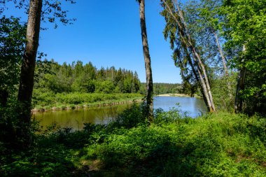 sakin Nehri ile parlak yeşil yeşillik suda ağaçlarda Cesis, Letonya yakınındaki ormanda yansımalar yaz aylarında. Nehir Gauja kumtaşı kayalıklarla ile akşam güneşte