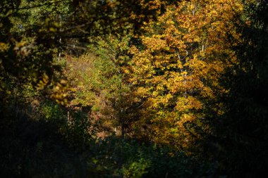ağaç gövdeleri ve farklı renklerde yaprakları ile renkli sonbahar ormanda yemyeşil huş ağacı