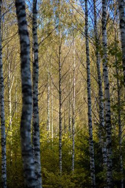 ağaç gövdeleri ve farklı renklerde yaprakları ile renkli sonbahar ormanda yemyeşil huş ağacı