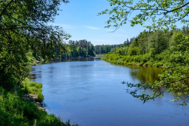 sakin Nehri ile parlak yeşil yeşillik suda ağaçlarda Cesis, Letonya yakınındaki ormanda yansımalar yaz aylarında. Nehir Gauja kumtaşı kayalıklarla ile akşam güneşte