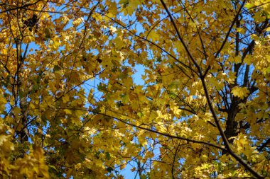 renkli ağaç yemyeşil desen ormanda şube ve güneş ışığı ile kırsal erken sonbahar doğada yaprak