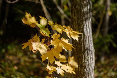 renkli ağaç yemyeşil desen ormanda şube ve güneş ışığı ile kırsal erken sonbahar doğada yaprak