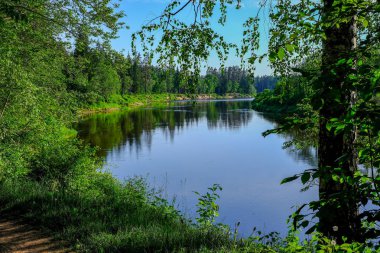 sakin Nehri ile parlak yeşil yeşillik suda ağaçlarda Cesis, Letonya yakınındaki ormanda yansımalar yaz aylarında. Nehir Gauja kumtaşı kayalıklarla ile akşam güneşte
