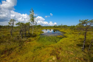 su havuzları ve küçük çam ağaçları ile mavi gökyüzü ve bulutlar bazı parlak günde, boş bataklık yatay
