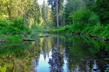 sakin Nehri ile parlak yeşil yeşillik suda ağaçlarda Cesis, Letonya yakınındaki ormanda yansımalar yaz aylarında. Nehir Gauja kumtaşı kayalıklarla ile akşam güneşte