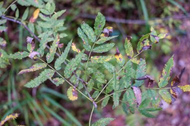 renkli ağaç yemyeşil desen ormanda şube ve güneş ışığı ile kırsal erken sonbahar doğada yaprak