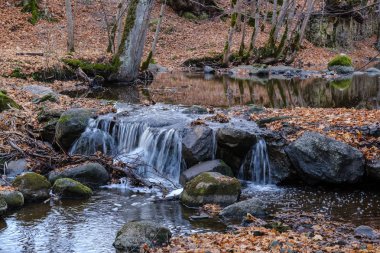 şelale nehir akışı ormanda çıplak ağaçlar ile geç sonbaharda ve gri renklerde doğada kayaların üzerinde