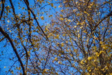 renkli ağaç yemyeşil desen ormanda şube ve güneş ışığı ile kırsal erken sonbahar doğada yaprak