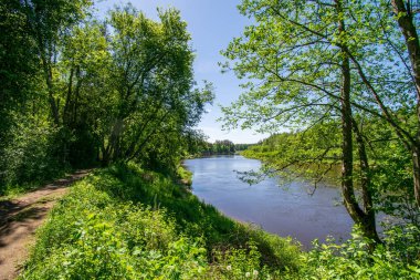 sakin Nehri ile parlak yeşil yeşillik suda ağaçlarda Cesis, Letonya yakınındaki ormanda yansımalar yaz aylarında. Nehir Gauja kumtaşı kayalıklarla ile akşam güneşte