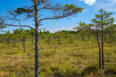 su havuzları ve küçük çam ağaçları ile mavi gökyüzü ve bulutlar bazı parlak günde, boş bataklık yatay