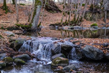 şelale nehir akışı ormanda çıplak ağaçlar ile geç sonbaharda ve gri renklerde doğada kayaların üzerinde