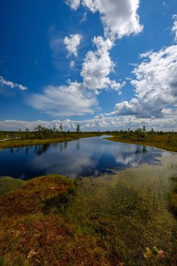 su havuzları ve küçük çam ağaçları ile mavi gökyüzü ve bulutlar bazı parlak günde, boş bataklık yatay