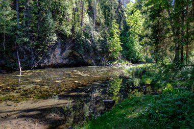sakin Nehri ile parlak yeşil yeşillik suda ağaçlarda Cesis, Letonya yakınındaki ormanda yansımalar yaz aylarında. Nehir Gauja kumtaşı kayalıklarla ile akşam güneşte