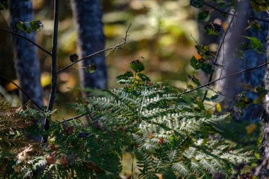 renkli ağaç yemyeşil desen ormanda şube ve güneş ışığı ile kırsal erken sonbahar doğada yaprak