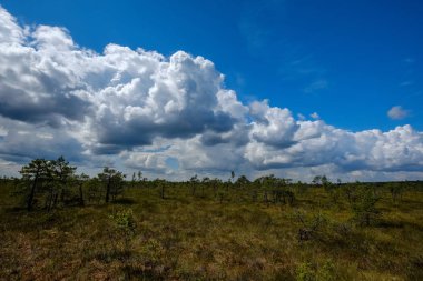 su havuzları ve küçük çam ağaçları ile mavi gökyüzü ve bulutlar bazı parlak günde, boş bataklık yatay