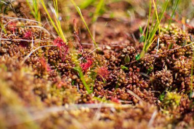 su havuzları ve küçük çam ağaçları ile mavi gökyüzü ve bulutlar bazı parlak günde, boş bataklık yatay