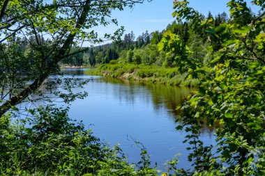 sakin Nehri ile parlak yeşil yeşillik suda ağaçlarda Cesis, Letonya yakınındaki ormanda yansımalar yaz aylarında. Nehir Gauja kumtaşı kayalıklarla ile akşam güneşte