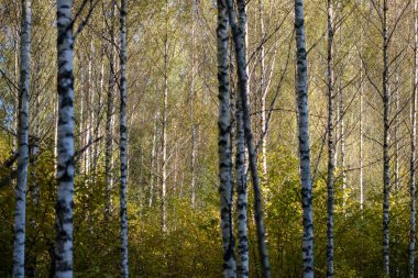 ağaç gövdeleri ve farklı renklerde yaprakları ile renkli sonbahar ormanda yemyeşil huş ağacı
