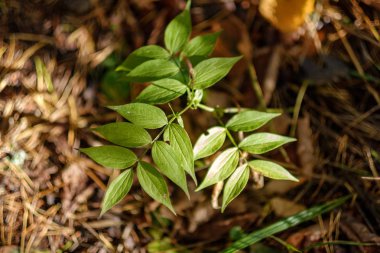 renkli ağaç yemyeşil desen ormanda şube ve güneş ışığı ile kırsal erken sonbahar doğada yaprak