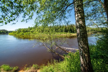 sakin Nehri ile parlak yeşil yeşillik suda ağaçlarda Cesis, Letonya yakınındaki ormanda yansımalar yaz aylarında. Nehir Gauja kumtaşı kayalıklarla ile akşam güneşte
