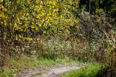 renkli ağaç yemyeşil desen ormanda şube ve güneş ışığı ile kırsal erken sonbahar doğada yaprak