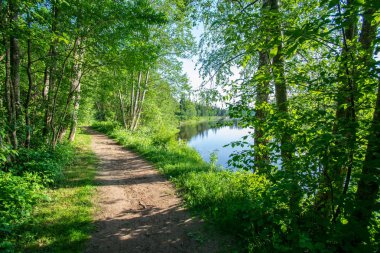 sakin Nehri ile parlak yeşil yeşillik suda ağaçlarda Cesis, Letonya yakınındaki ormanda yansımalar yaz aylarında. Nehir Gauja kumtaşı kayalıklarla ile akşam güneşte