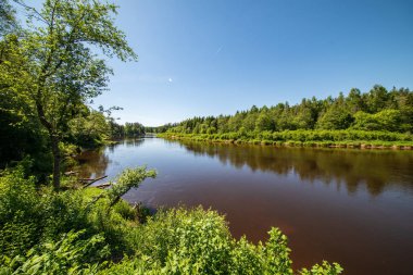 sakin Nehri ile parlak yeşil yeşillik suda ağaçlarda Cesis, Letonya yakınındaki ormanda yansımalar yaz aylarında. Nehir Gauja kumtaşı kayalıklarla ile akşam güneşte