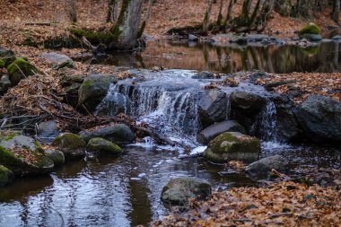 şelale nehir akışı ormanda çıplak ağaçlar ile geç sonbaharda ve gri renklerde doğada kayaların üzerinde